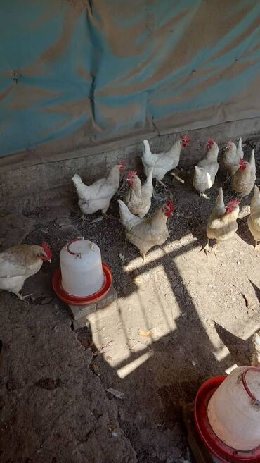 продаю дакан птиц: Продаю кур Хай Лайн соня, возраст 10 месяцев, 26 штук осталось