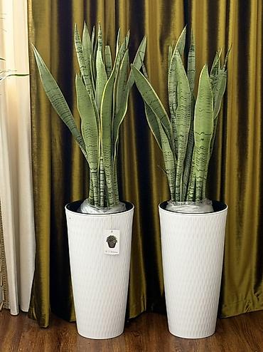 Комнатные растения: Сансевиерия (Sansevieria, «тещин язык») в высоких декоративных кашпо — 1