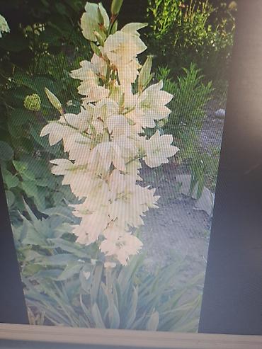 Смородина: Смородина — 18