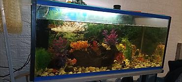 betta balıq: Şüşə akvarium – tam qurulu dekorativ dəst - Geniş düzbucaqlı şüşə — 3