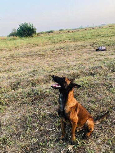 İtlər: Belçika çoban iti, 2 il, Erkek, Peyvəndli, Ünvandan götürmə, Ödənişli çatdırılma