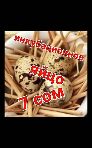 А/ч жаныбарлары үчүн тоюттар: ПРОДАЮ ИНКУБАЦИОННОЕ ЯЙЦО перепелов 🐣 Техас преимущественно и Феникс — 1
