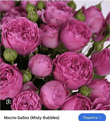 Роза: Саженцы — 12