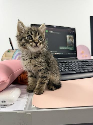 Продажа кошек: Котёнок тигровой окраски Симба, мальчик Возраст 1.5 месяца — 1