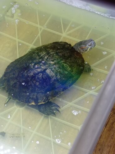 аквариум для черепахи: Красноухая водная черепаха с домашним комплектом содержания. В