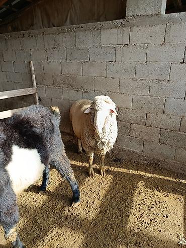 Козы, козлы: Продаю | Козёл (самец) | Для разведения | Осеменитель — 10