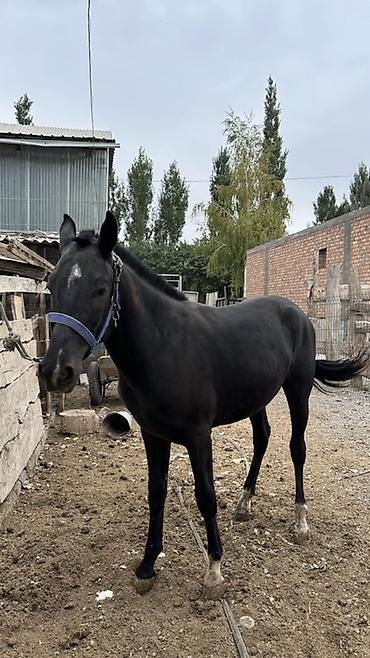 Продам с/х животных: Продаю | Жеребец | Конный спорт — 3