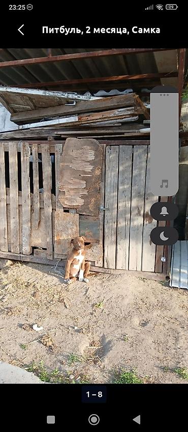 кошка каракол: Питбуль, 2 айлык, Ургаачы, Эмделген — 1