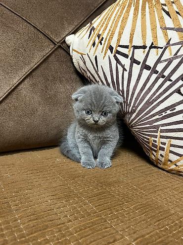 Кошки: Шотландская — 8