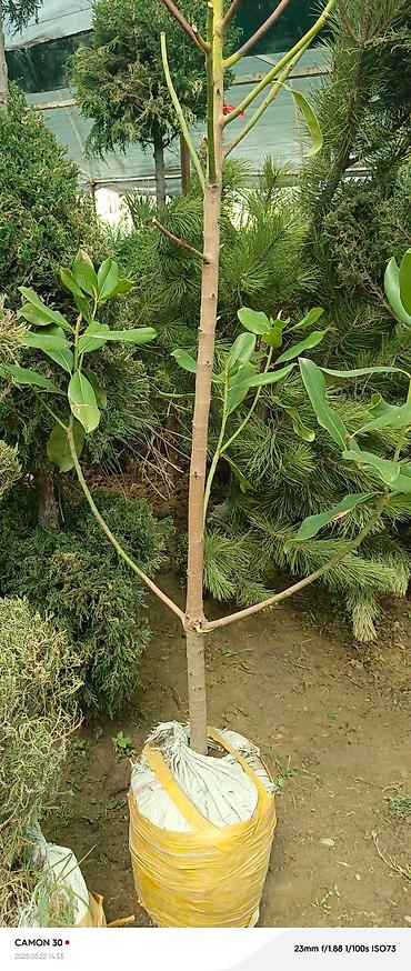 Газон: САЖЕНЦЫ САМШИТЫ саженцы кустарников саженцы магнолии саженцы олеандра at lalafo.kg — 16 Газон: САЖЕНЦЫ САМШИТЫ саженцы кустарников саженцы магнолии саженцы олеандра — 16