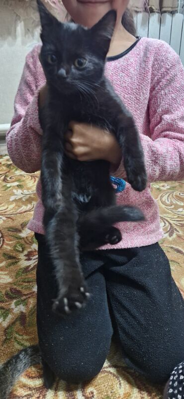 купить домик для кошки недорого: Котята от домашней кошки - На фото: двое котят, окрас — один чёрный