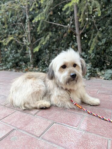 Отдам даром собаку: Собака даром: Дворняжка, 2 года, Самец, С прививкой — 8