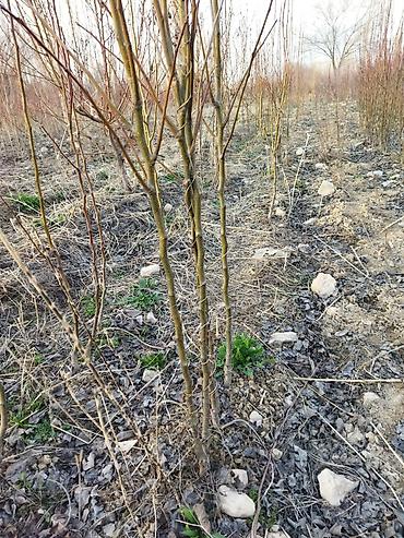 Другие фруктовые и ягодные растения: Саженцы плодовых деревьев (полевая плантация) - Ровные ряды молодого — 9