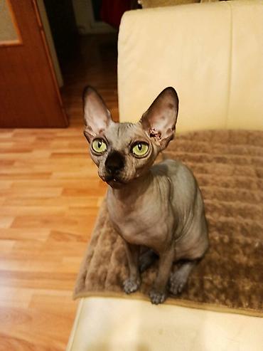 Neobična lepota, nežan karakter i posebna povezanost – Sphynx mačke