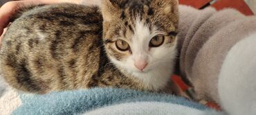 Pişiklər: Tabbi, Dişi, Yaxşı əllərə, Pulsuz çatdırılma — 17