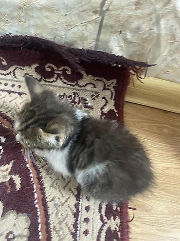 Pişiklər: Yaxşı əllərə, Ünvandan götürmə — 5