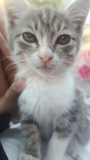 кошка регдолл: Ищут дом 2 котенка, Котёнок, полосатый короткошёрстный - Окрас — 1