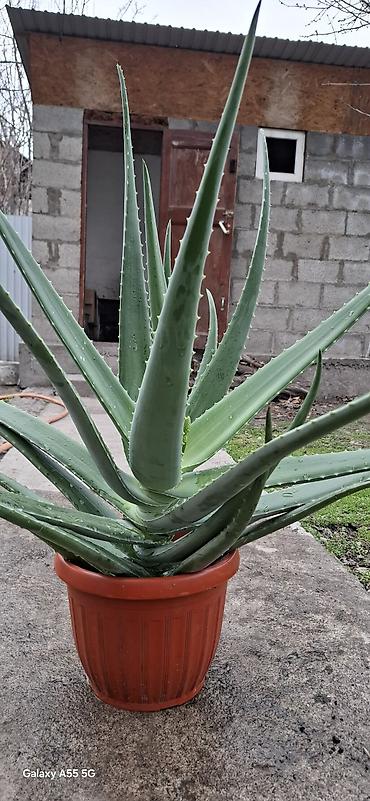 Алоэ: Алое вера 8 летнее сейчас уже отцвел. и срезал ствол — 11