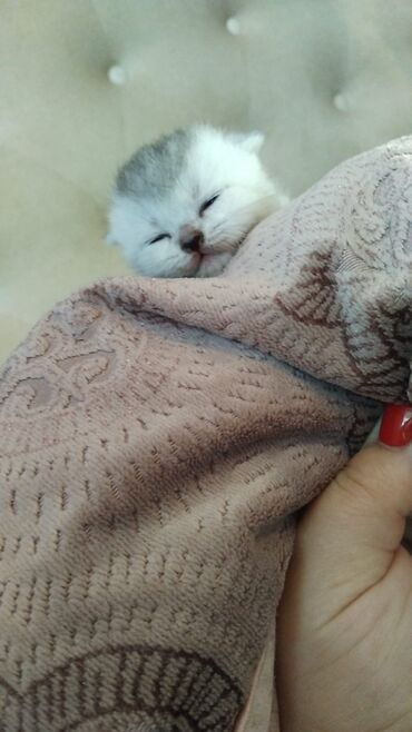 сколько стоит котенок: Британская