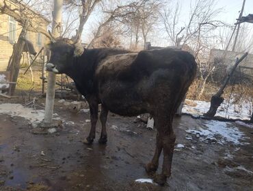 я ищу корову: Бооз уйлар 7-8 айлык, Алатоо порода