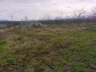 Torpaq sahələrinin satışı: Kənd təsərrüfatı — 6