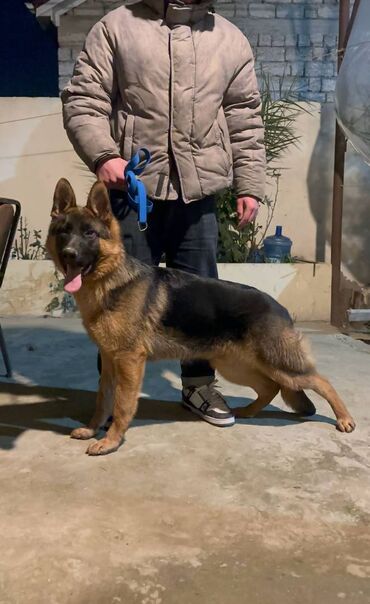 itlerin telimi: Alman çoban iti, 8 ay, Erkek, Peyvəndli, Ünvandan götürmə
