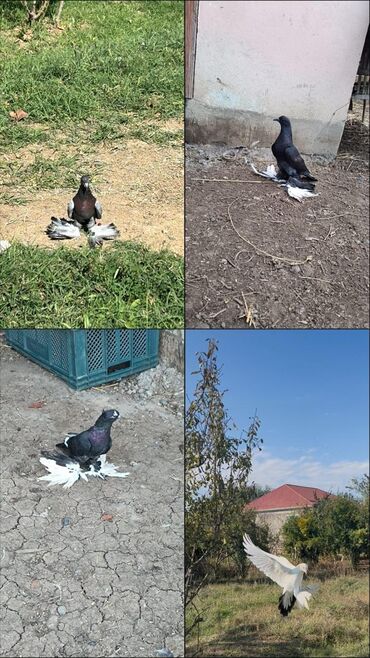 Gəmiricilər: Göyərçinlər