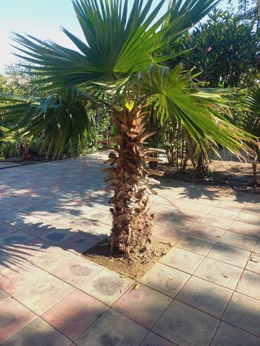 palma ağacı qiyməti: Vaşinqton sortu Palmalar