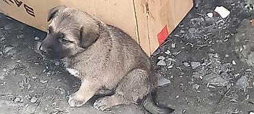 сколько стоит собака бу: 1 месяц, Самец, С прививками, Самовывоз — 1