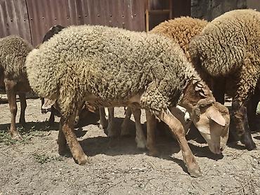 dişi afcarka: Dişi, il: 1, 35 kq, Damazlıq, Ünvandan götürmə — 6