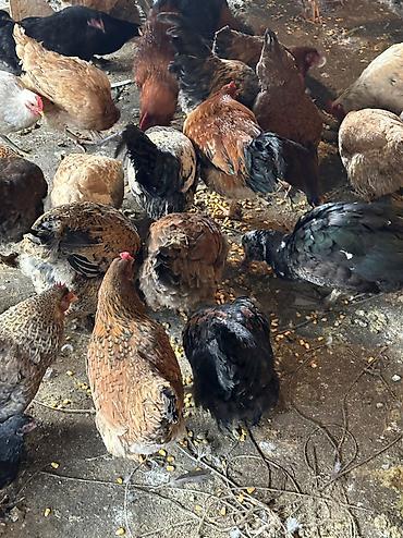 Птицы: Домашние куры — 8