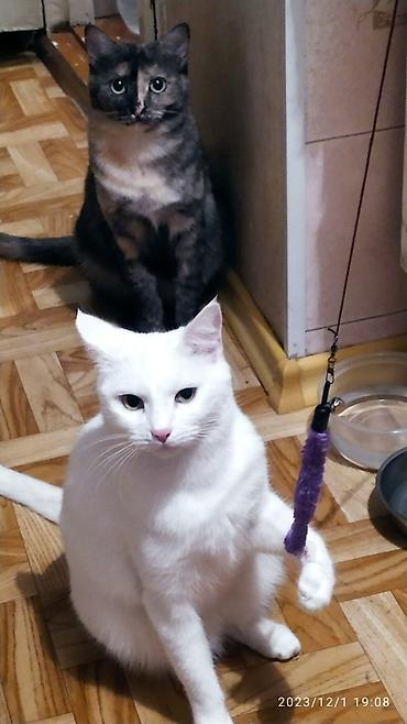 Продажа кошек: Красивые девочки . цветная и белая молодые кошки им скоро год.очень — 3