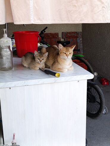 отдам даром вислоухого котенка: Британская короткошёрстная, 3 месяца, Девочка, Золотая шиншилла, Приучена к лотку