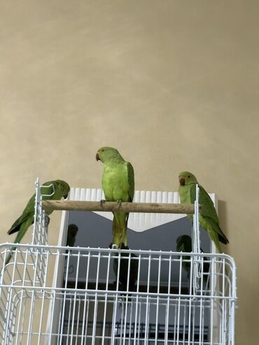 Tutuquşları: Ajarella Pakistan Pəncabdan gəlib bir başa — 7