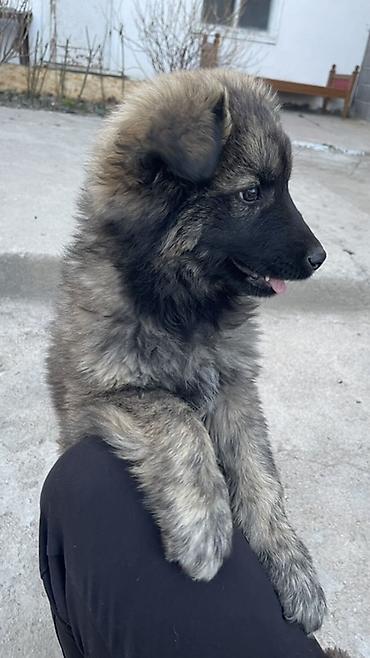 Продажа собак: Щенок метиса 3 месяца (пушистая шерсть «соболь», тёмная маска) — 8