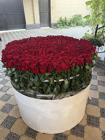 бегония цветок: Гигантская композиция из красных роз в круглой коробке Свежие розы в — 1