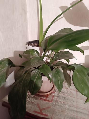 Другие комнатные растения: Комнатные растения — набор 1) Бегония (черенок/молодое растение в — 4