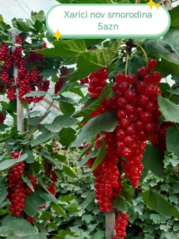 Şitillər: Salam Güllər Rusiyada gelib xarici gülldü nömrədə whatsapp var — 18