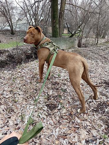 Зоотовары: Продаю в добрые руки — 6