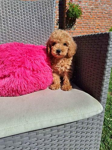 Pets & Animals: Toy pudle maleni mečići spremni za preuzimanje. Predivnih okruglih — 4