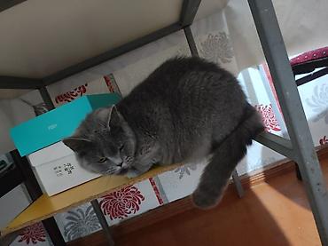 Кошки: Британская, Самка, В добрые руки, Самовывоз — 2