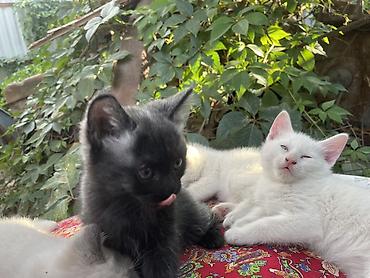 щенки сао: Отдаю котят 2 мес 2 мальчика 1 девочка район кок жар жилмассив — 3