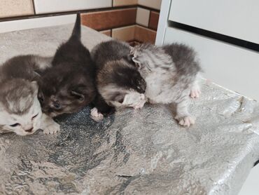 Pişiklər: Yaxşı əllərə -da lalafo.az — 10 Pişiklər: Yaxşı əllərə — 10