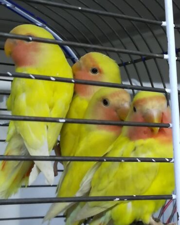 домик для птиц: Неразлучники жёлтые в наличии, разные корма и аксессуары для домашних