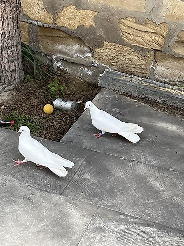 Göyərçinlər: Salam Aleykum Ağlar satilir .Şekil hərşeyi deyir nəsə yazmaqa ehdiyac — 1