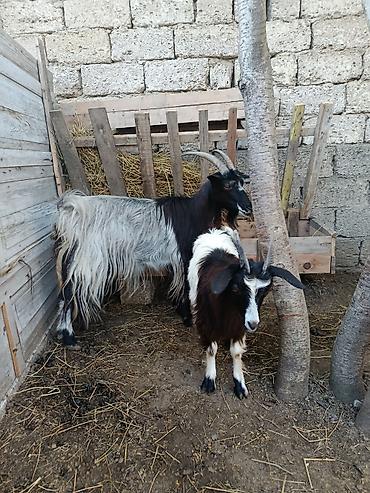südlük keci: Yeyimcil heyvandılar. Keçi 3doğardı — 2