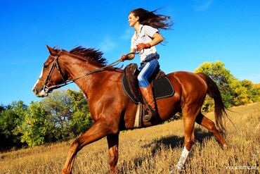 конный спорт бишкек цены: Организация мероприятий