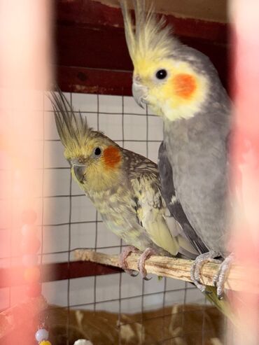 котята в баку бесплатно: İki ədəd dişi ərkəy danışan papuqaylar satılır.evi sifarişlə yığılıb