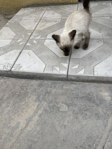 сиамская кошка: Сиамский котенок
20дней