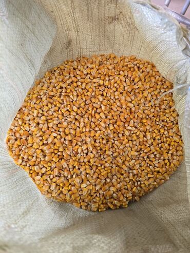 где купить кукурузу для попкорна в бишкеке: Продаю кукурузу рушенная сухая в мешках турецкий сорт 21сом влажность